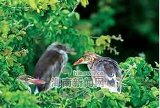 百鸟鸣叫是什么意思